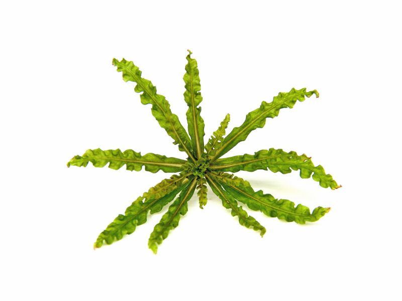 Preview: Kleiner Wasserstern - Pogostemon helferi